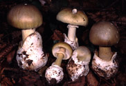 Champignons