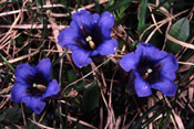 Gentiana acaulis