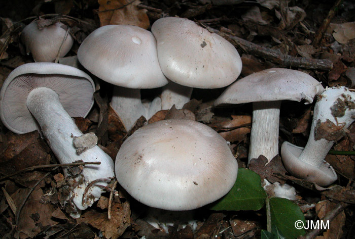 Lepista glaucocana