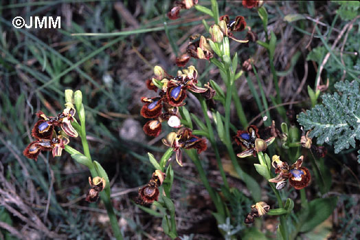 Ophrys speculum 