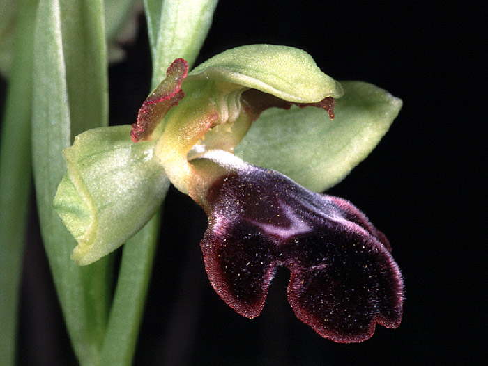 Ophrys algarvensis 