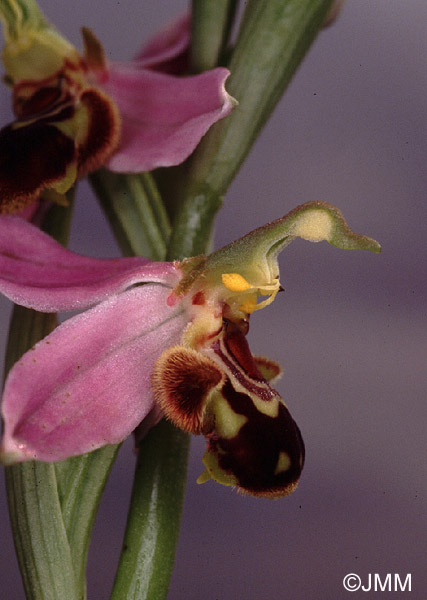 Ophrys apifera