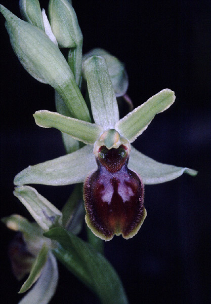 Ophrys araneola 