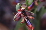 Ophrys regis-ferdinandi