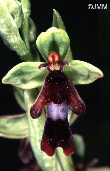 Ophrys insectifera