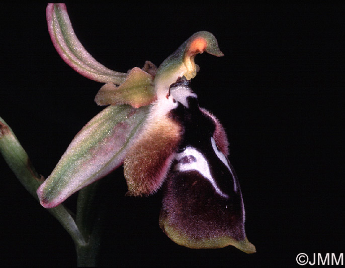 Ophrys reinholdii var. leucotenia