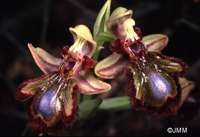 Ophrys speculum