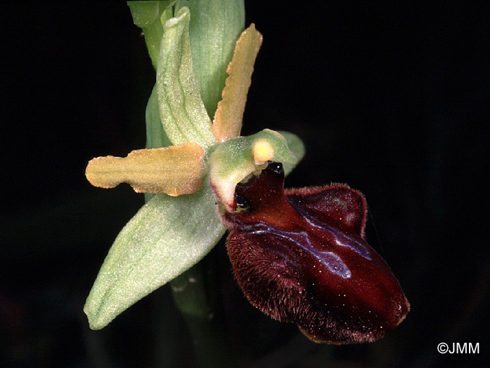 Ophrys sphegodes 