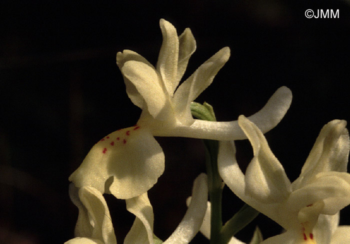 Orchis provincialis 