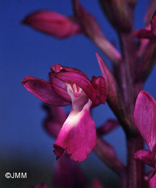 Orchis laxiflora