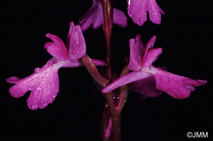 Orchis palustris