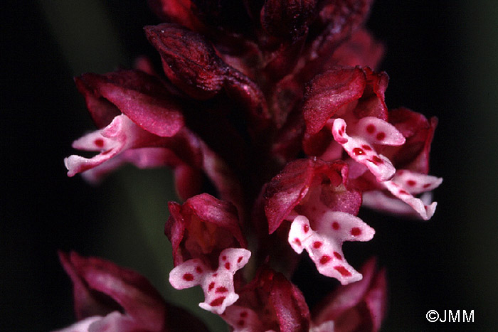 Orchis ustulata subsp. aestivalis