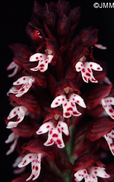 Orchis ustulata