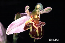 Ophrys apifera var jurana