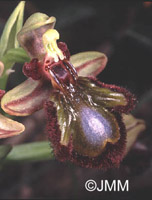 Ophrys speculum