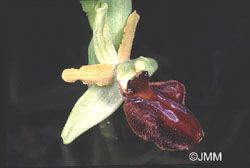 Ophrys sphegodes