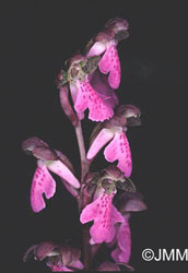 Orchis spitzelii