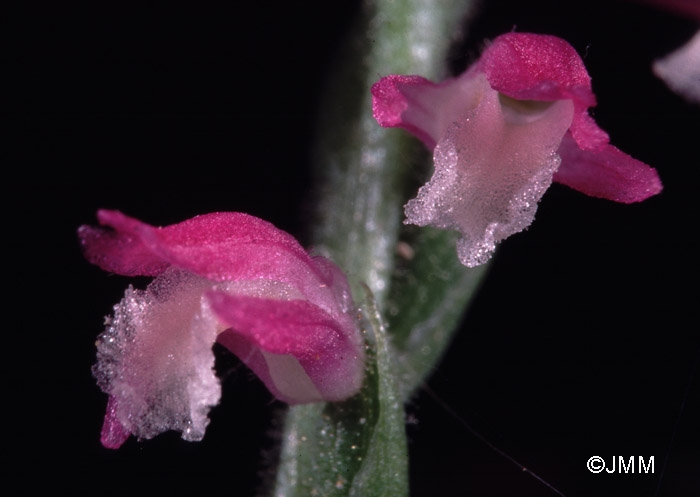 Spiranthes sinensis