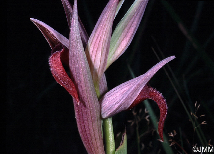 Serapias strictiflora