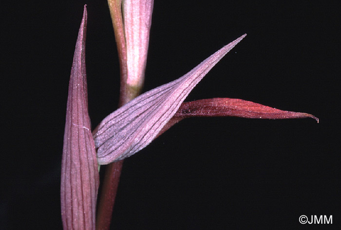 Serapias strictiflora
