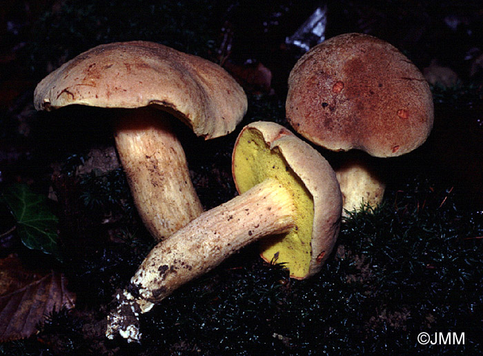 Xerocomus subtomentosus